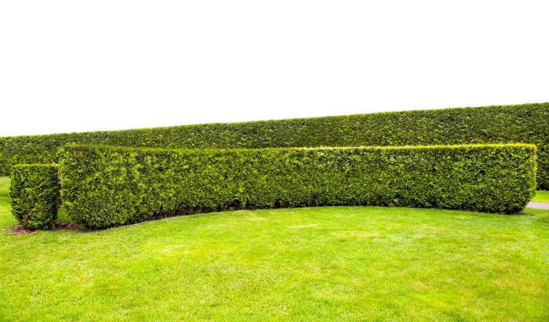 Trimmed Hedge Close-up