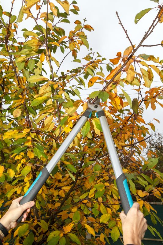 Autumn Pruning