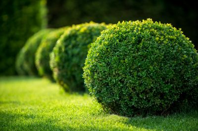 Shaped Bushes in a Garden